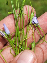 Wahlenbergia capillaris