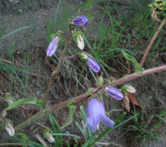 Campanula longistyla