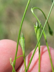 Wahlenbergia capillaris