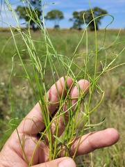 Wahlenbergia capillaris