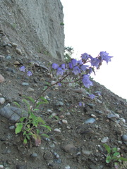 Campanula longistyla