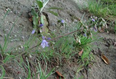 Campanula longistyla