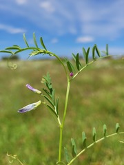 Vicia monantha