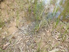 Machaerina rubiginosa