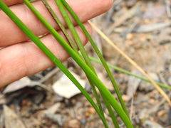 Machaerina rubiginosa