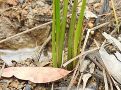Machaerina rubiginosa