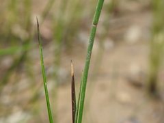 Machaerina rubiginosa