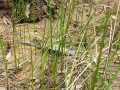 Machaerina rubiginosa