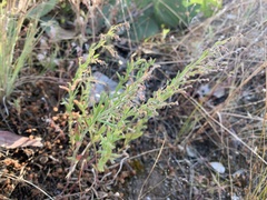 Gonocarpus elatus