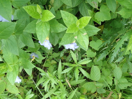 Image of Bluebell Clockvine by no rights reserved