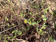 Sigesbeckia australiensis