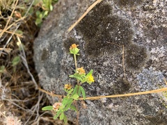 Sigesbeckia australiensis
