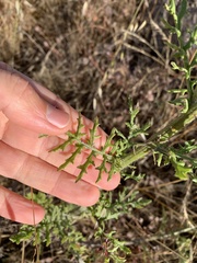 Senecio bathurstianus