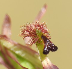 Arthrochilus irritabilis