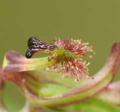 Arthrochilus irritabilis