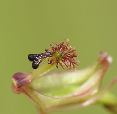 Arthrochilus irritabilis