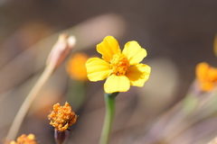 Tagetes tenuifolia
