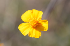 Tagetes tenuifolia