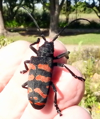 Ceroplesis capensis