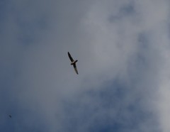 Aerodramus terraereginae