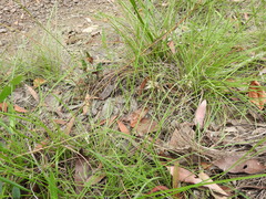 Arthrochilus irritabilis