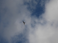 Aerodramus terraereginae