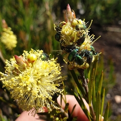 Melaleuca pityoides