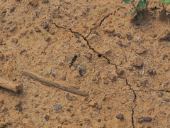 Ammatomus