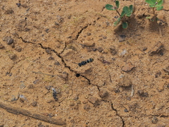 Ammatomus