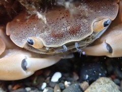 Paragrapsus quadridentatus