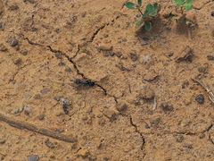 Ammatomus