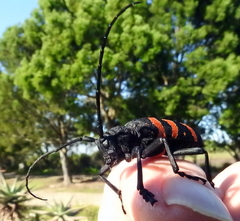 Ceroplesis capensis