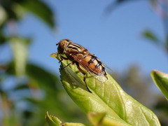 Eristalinus punctulatus