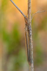 Creoleon lugdunensis