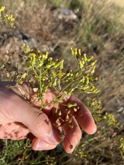 Senecio bathurstianus