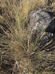 Aristida ramosa
