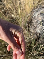 Aristida ramosa