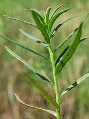 Haloragis stricta