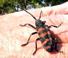 Ceroplesis capensis