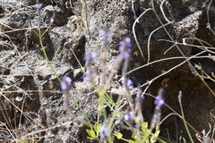 Lavandula rotundifolia