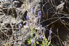Lavandula rotundifolia