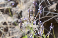 Lavandula rotundifolia