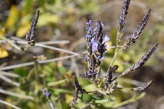 Lavandula rotundifolia