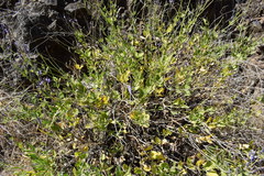 Lavandula rotundifolia