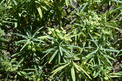 Euphorbia tuckeyana