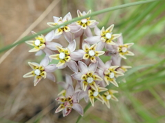 Asclepias flexuosa