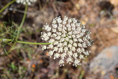 Daucus tenuissimus