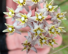 Asclepias flexuosa