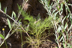 Daucus tenuissimus