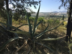 Agave mapisaga